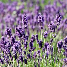 Lavendel-<br>extract